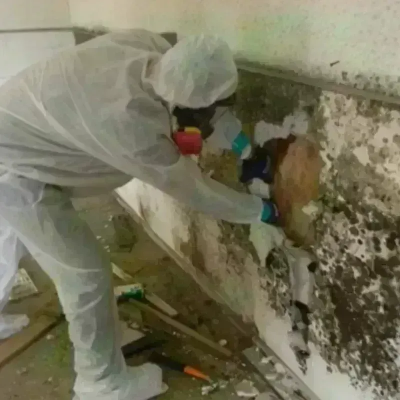 Mold Remediation and Removal in Trainer, PA